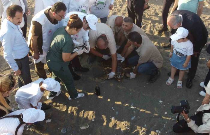 50 Yaşındaki Caretta Caretta 2 Yıl Sonra Denizle Buluştu