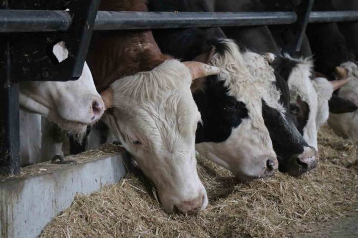 Kurbanda ’yurt Dışı Bağış’ Arttı