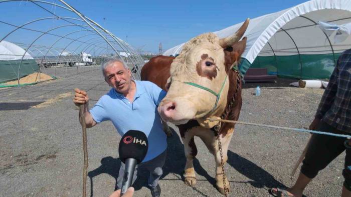 Sultangazi Kurban Pazarının En Büyükleri Kantar Kıran Ve Kızıl Elma Alıcılarını Bekliyor