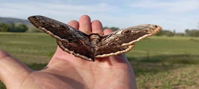 Tokat’ta Dev Kelebek Görüntülendi