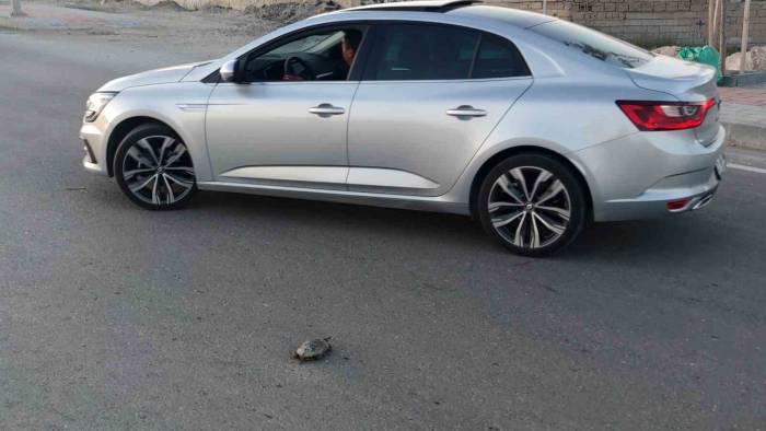 Yetkililer Vangölü Sahil Yolundaki Kaplumbağa Ölümleri İle İlgili Harekete Geçti