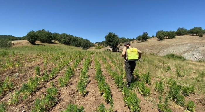 Diyarbakır’da Narko-terör Operasyonu: 2 Milyon 67 Bin 550 Kenevir Bitkisi Ele Geçirildi