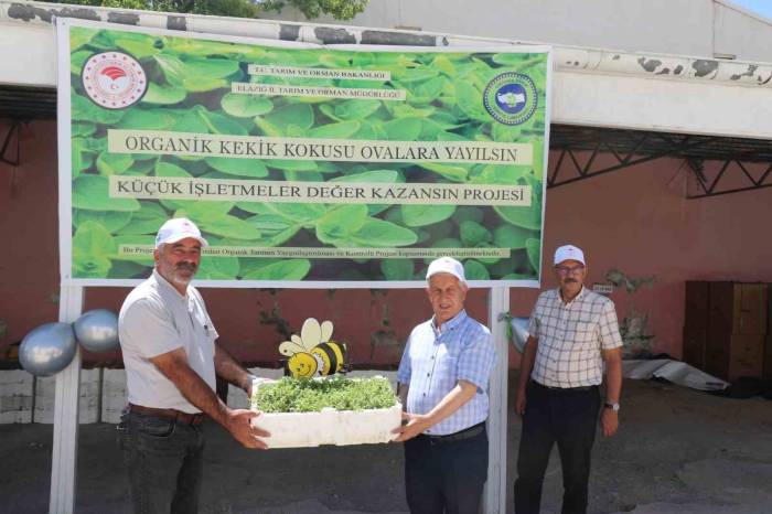 Elazığ’da Üreticilere 30 Bin Kekik Fidesi Dağıtıldı