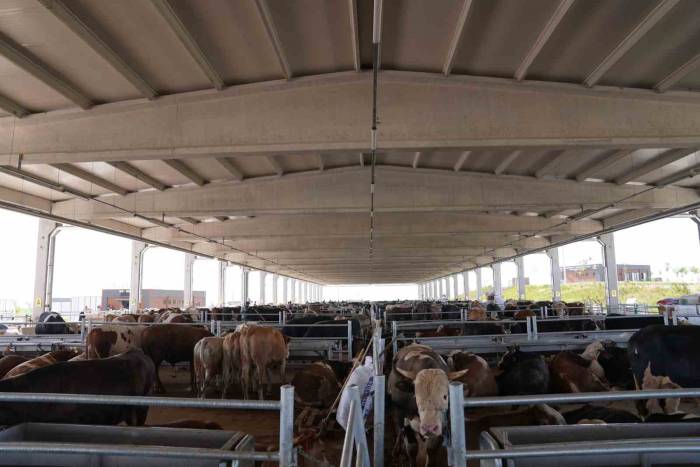 Gölbaşılılar, Kurban Satış Ve Kesim Merkezi’ne Ücretsiz Ulaşacak