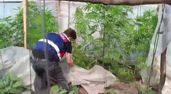 Jandarma Serada Ekili Keneviri Ele Geçirdi