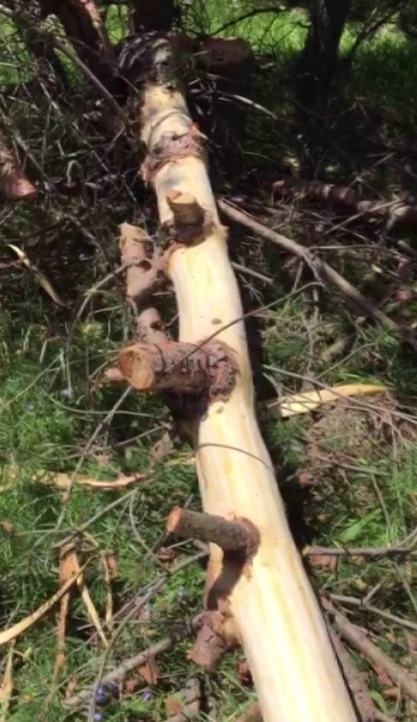 Hurafeye İnanıp Ağaçları Katlediyorlar