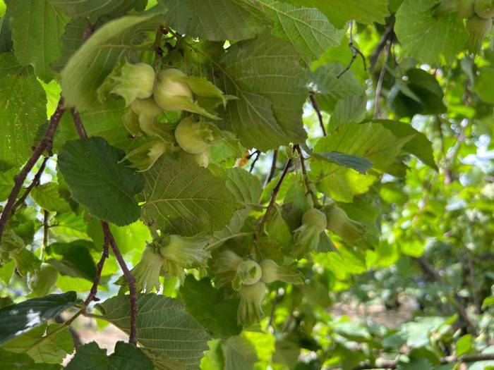 Trabzon’da Samuray Arıları, Kahverengi Kokarca İle Mücadele Etmek İçin Bahçelere Salındılar