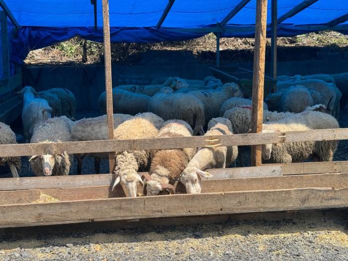 Zonguldak’ta Kurban Bayramına Sayılı Günler Kala Kurbanlık Pazarında Hareketlilik Başladı