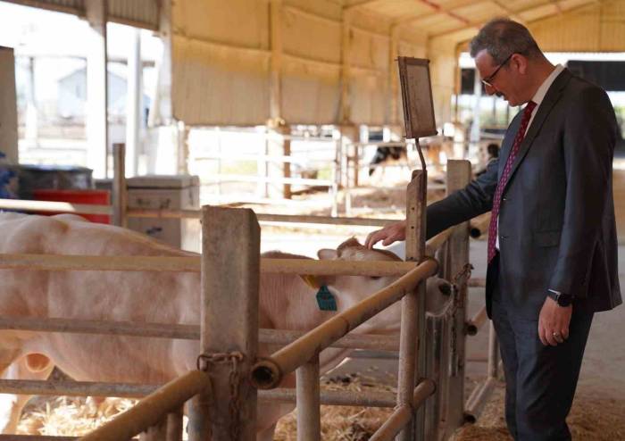 Adana’da 14 Bin Büyükbaş, 136 Bin Büyükbaş Kurbanlık Satışa Sunuldu