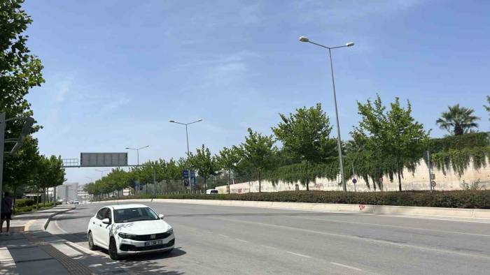 Ağaçlar Taşınarak Koruma Altına Alınacak