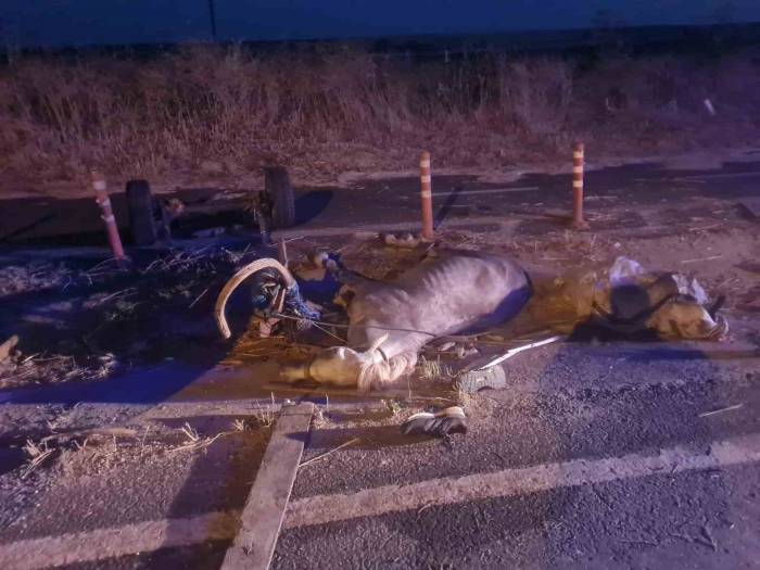 Otomobilin Çarptığı At Telef Oldu