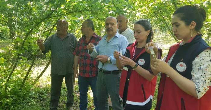 Türkeli’de Samuray Arısı Doğaya Salındı