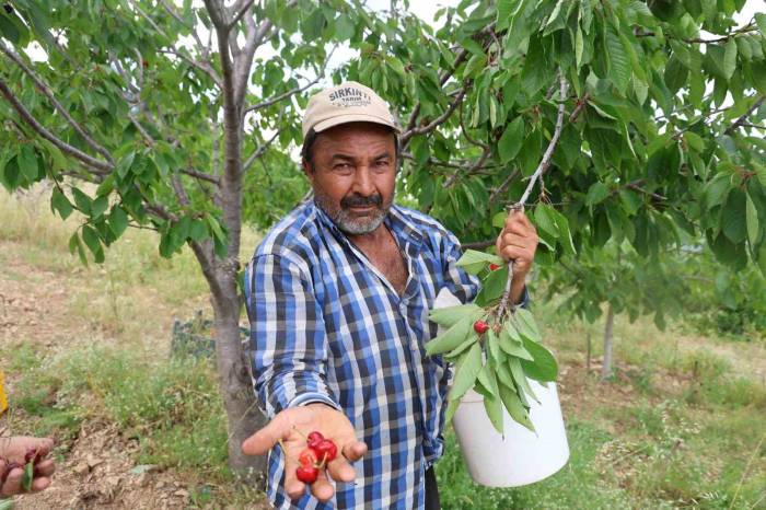 Kirazı İşçi Bulamayınca Köylüler İmece Usulü Topladı