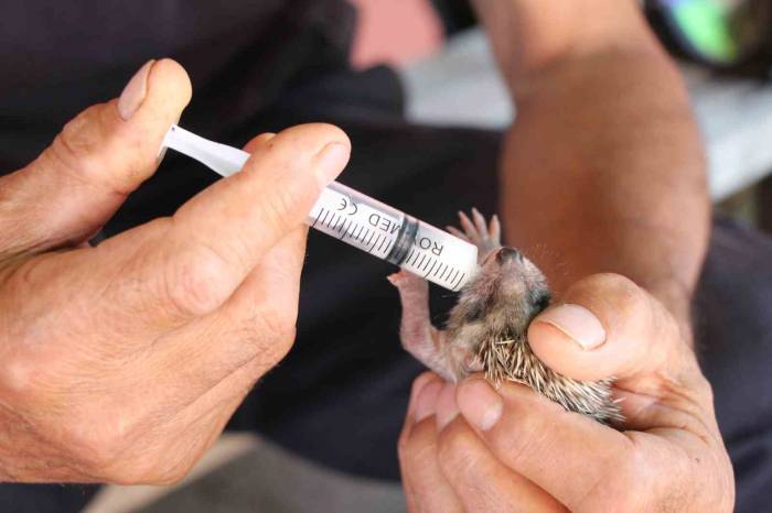 İtfaiye Eri, Annesiz Kalan Kirpiyi Elleri İle Besledi