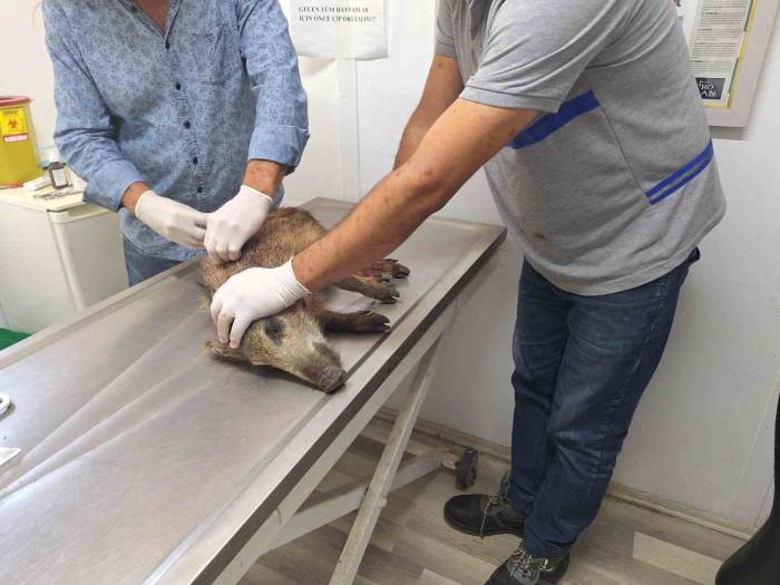 Bodrum’da 3 Bin 738 Sokak Hayvanına Müdahale Edildi