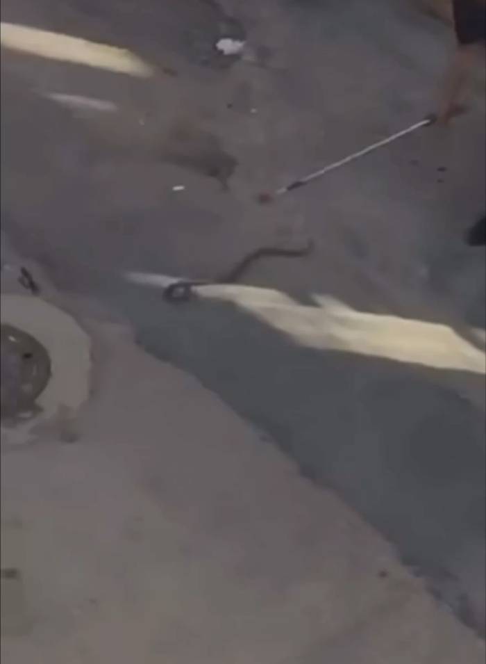 Bursa’da Yılan Paniği Kamerada