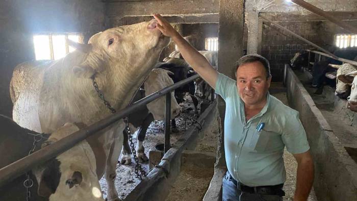 Çanakkale’de 1 Ton 800 Kilogram Ağırlığındaki İsimli Boğa 340 Bin Tl’den Alıcısını Bekliyor