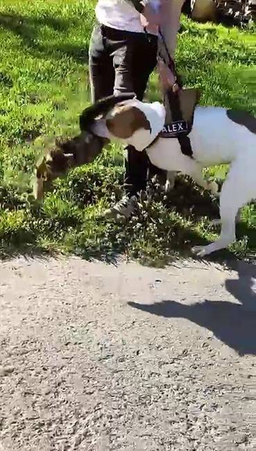 Esenler’de Pitbull Dehşeti Kamerada: Saldırdığı Kediyi Adeta Parçaladı