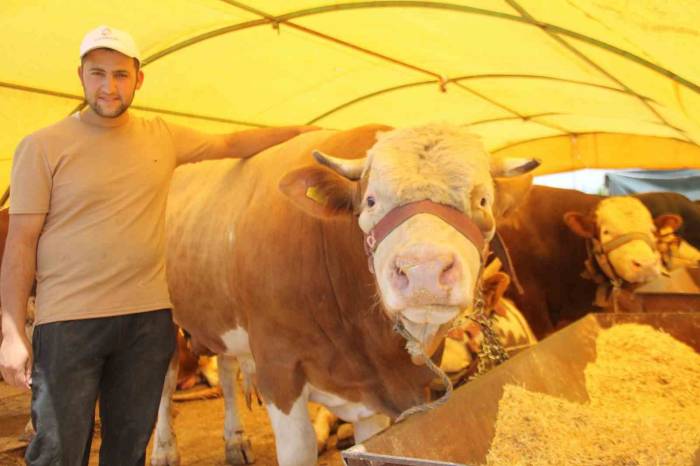 Pazarın Şampiyonu Alıcısını Bekliyor