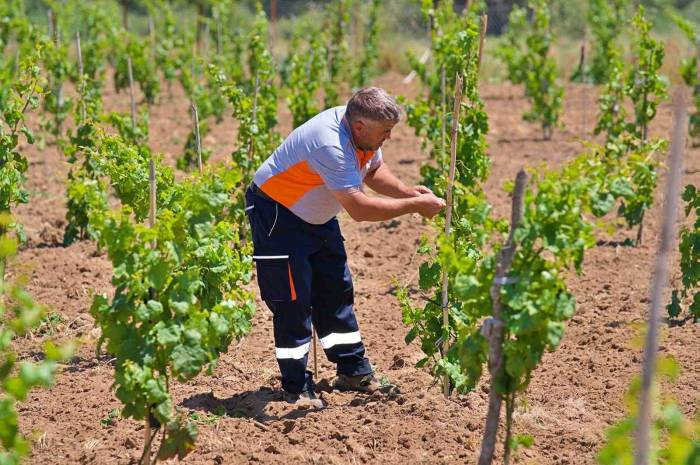 Bergama’nın Geleneksel Üzümleri Yeniden Canlanıyor