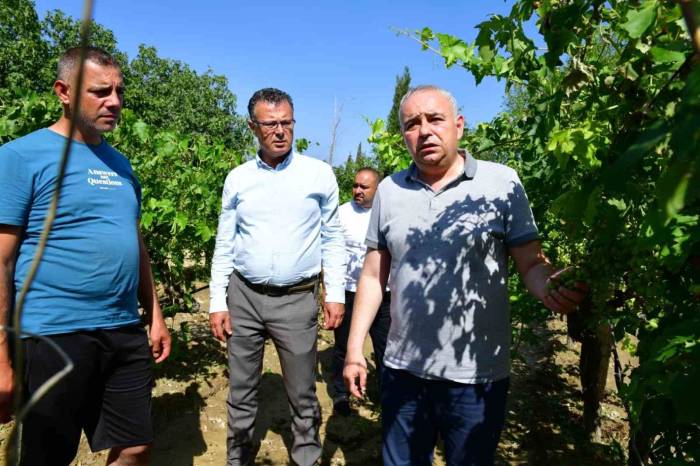 Başkan Öküzcüoğlu, Fırtına Ve Dolunun Vurduğu Bağları İnceledi