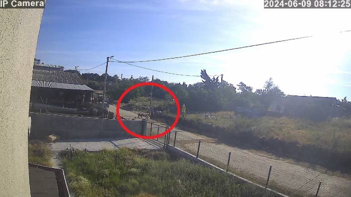 Bandırma’da Başıboş Köpek Dehşeti Kamerada...kadın Çığlıklar İçinde Yerde Kaldı