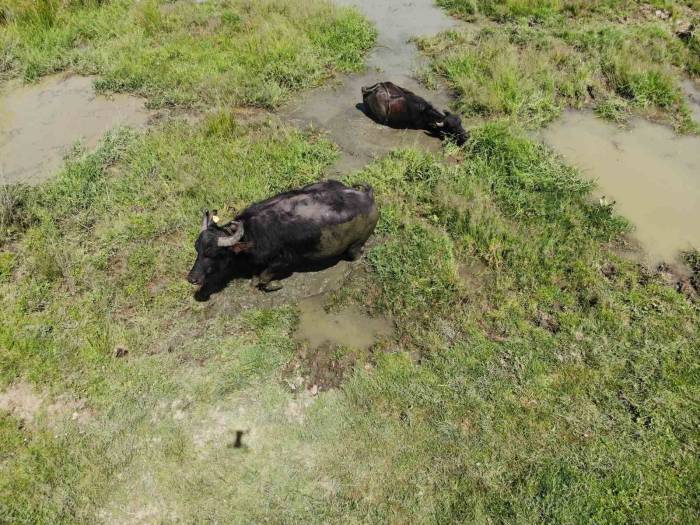 Sıcaktan Bunalan Mandalar Çareyi Çamur Banyosunda Buldu