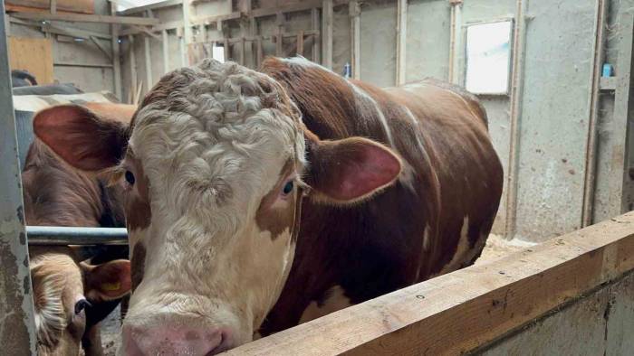 1 Tonluk Dana 200 Bin Liraya Satıldı: "Bizi Biraz Yoracak"