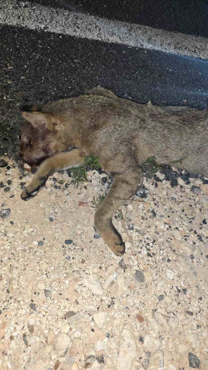 Nesli Tehlike Altındaki Saz Kedisi Araç Çarpması Sonucu Telef Oldu