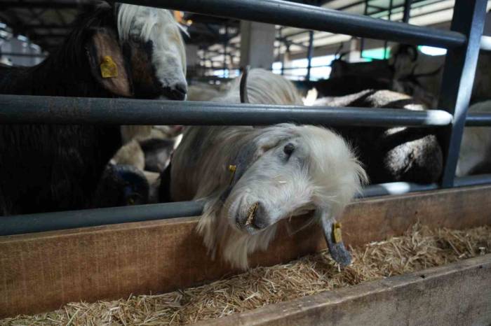 Kurbanlık Satışları İstenen Düzeyde Olmayınca, Satıcılar İndirim Yaptı