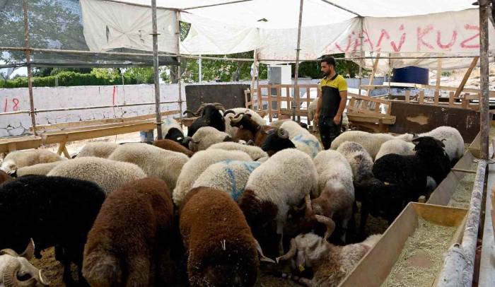 Kuşadası Belediyesi Kurban Bayramı’na Hazır