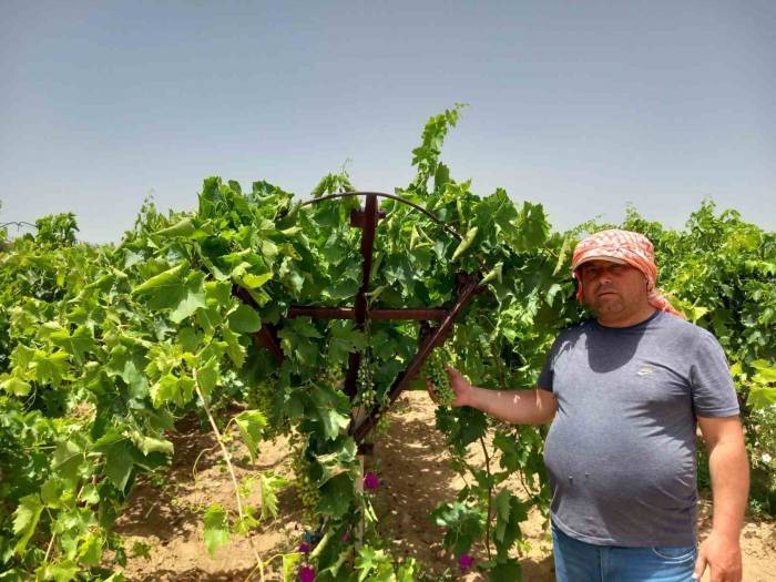 Bunaltan Sıcakta Üzüm Bağlarında Çalışmalar Sürüyor