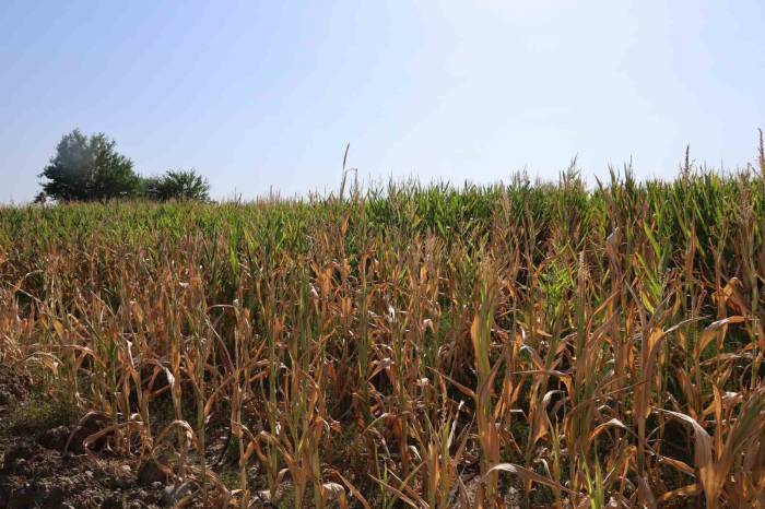 Yüzlerce Dönüm Ekili Mısır, Sulanamayınca Olgunlaşmadan Kurudu