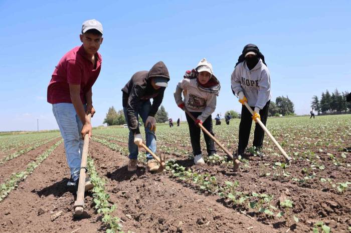 Amik Ovası’nda Pamuğun İpliğe Yolculuğunda Zorlu Çapa Mesaisi