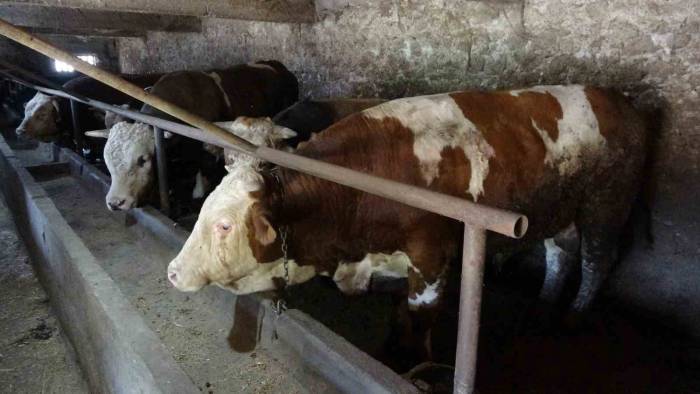 1,7 Tonluk Devasa Boğa Sahibini Bekliyor