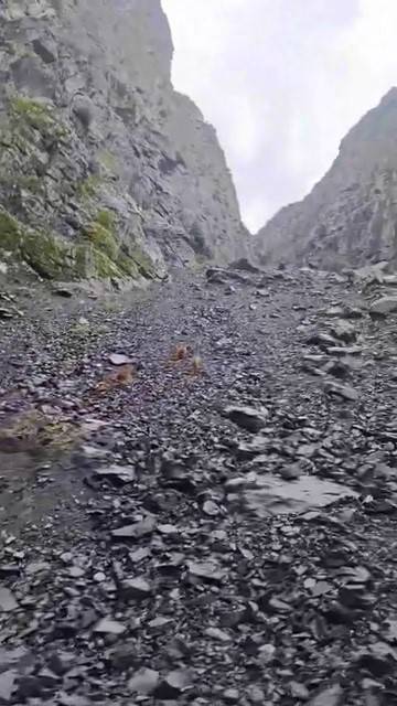 Ayı, Motosikletli Vatandaşları Böyle Kovaladı