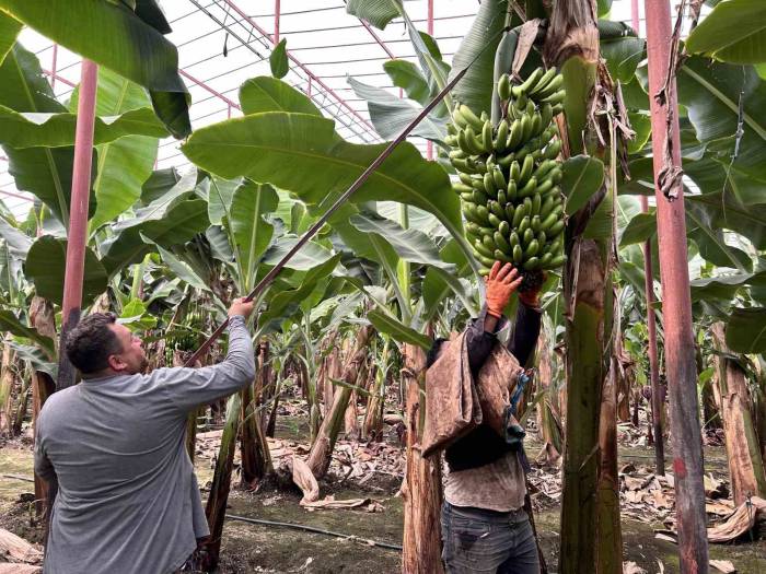 Deprem Bölgesinde Bereketli Hasat: Muz Seradan 32 Tl’den Alıcı Buluyor