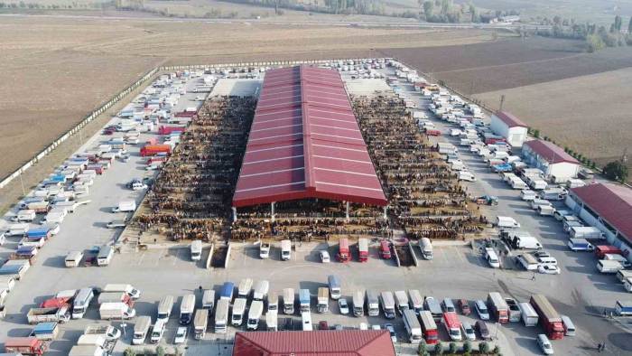 Çorum Hayvan Pazarında Bayram Mesaisi Başladı