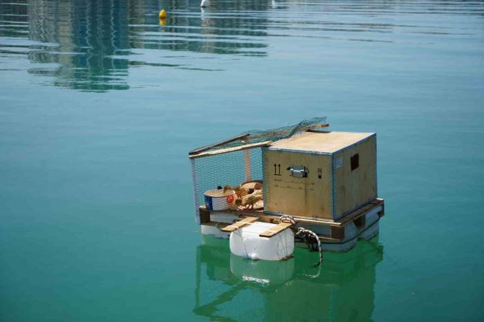 Bu Da ‘Yüzen Kümes’