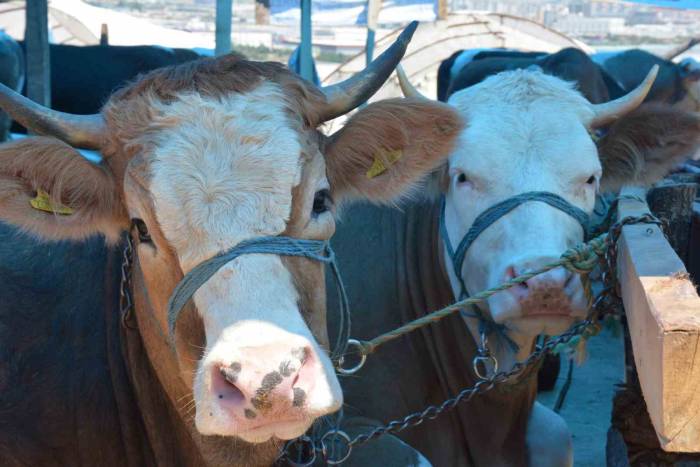 Şap Hastalığında 3. Doz Aşısı Vaka Sayısını Yüzde 53 Düşürdü