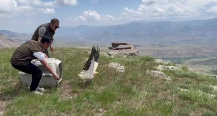 Kars’ta Yavru Akbaba Doğaya Bırakıldı