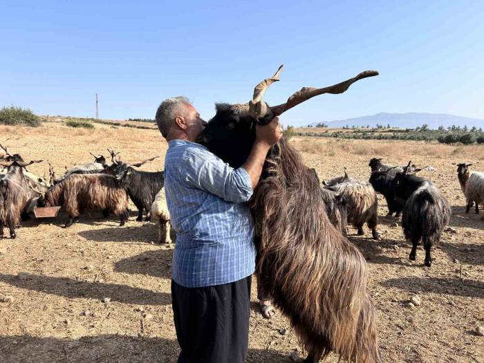 Sattığı Kurbanlıklarla Duygusal Bağ Kuran Adam Yaptıklarıyla Gülümsetiyor