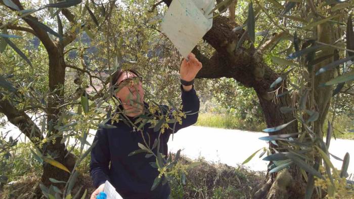 Meyve Ağaçlarında Gerekli Hastalık Zararlı Kontrolleri Sağlandı