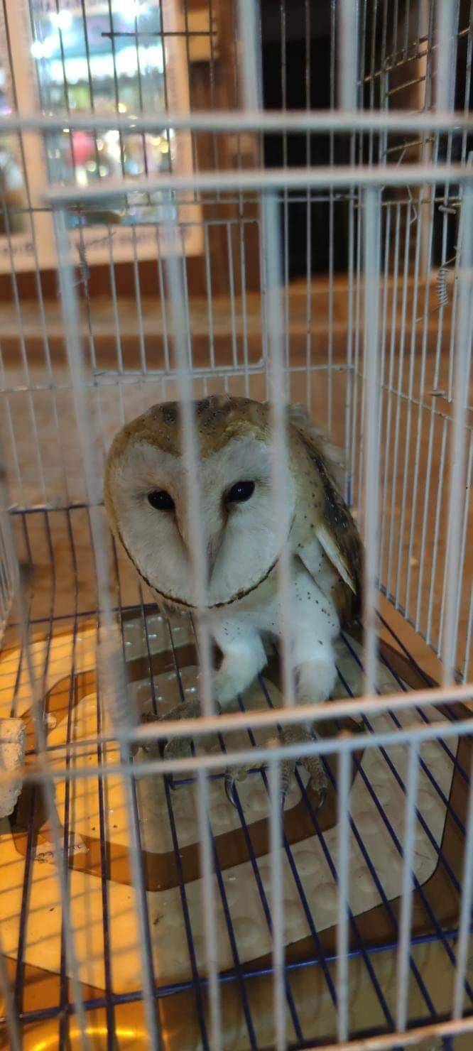 Yaralı Baykuşu Karacabey Esnafı Kurtardı