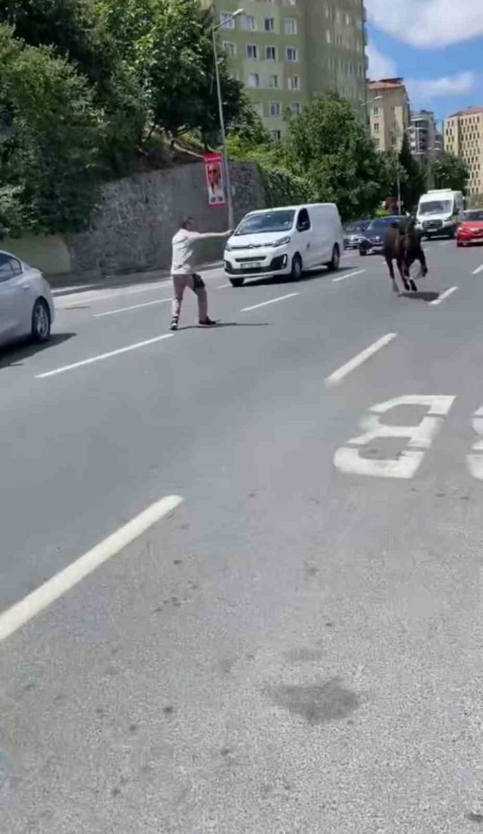 İstanbul’da Kurbanlık Dana Firarda: Trafiği Birbirine Katan Dana İki İlçe Değiştirdi