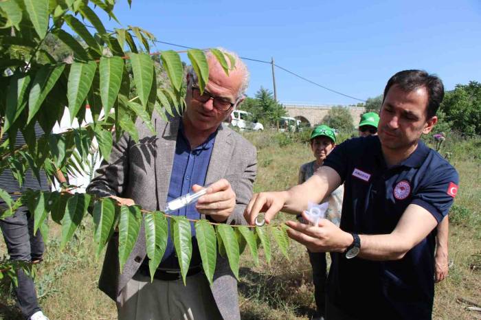 Karadeniz’i Kahverengi Kokarcadan Samuray Arılar Koruyacak