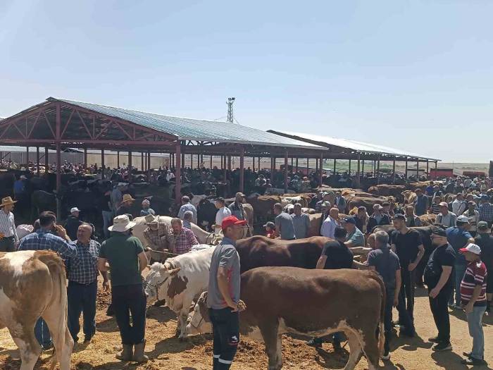 Kırşehir’de Arife Günü Kurban Pazarında Sıkı Pazarlık