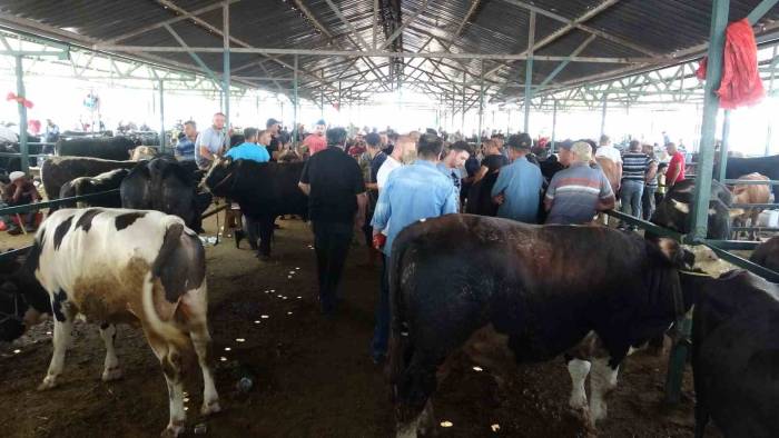 1 Ton Ağırlığındaki Dana 200 Bin Tl’ye Satıldı