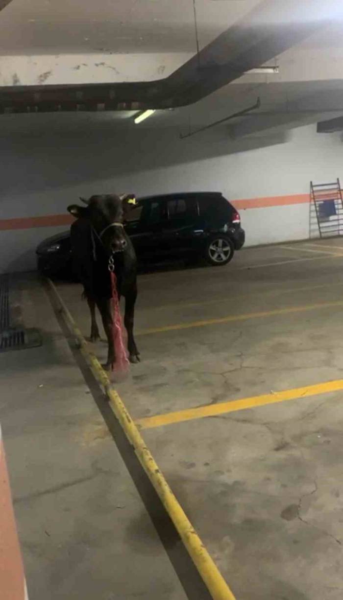 Kağıthane’de Kurbanlık Boğa Otoparka Girdi: Ekiplerle Köşe Kapmaca Oynadı