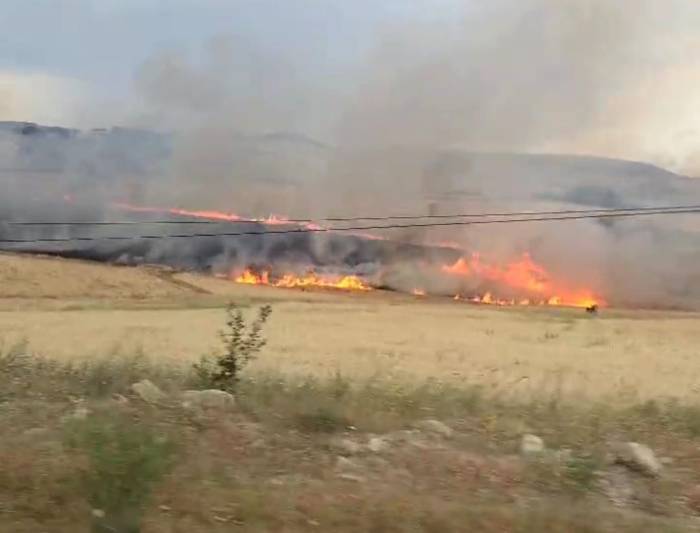 Tunceli’de Yıldırım Ekili Alana İsabet Etti, Yüzlerce Dönüm Buğday Kül Oldu